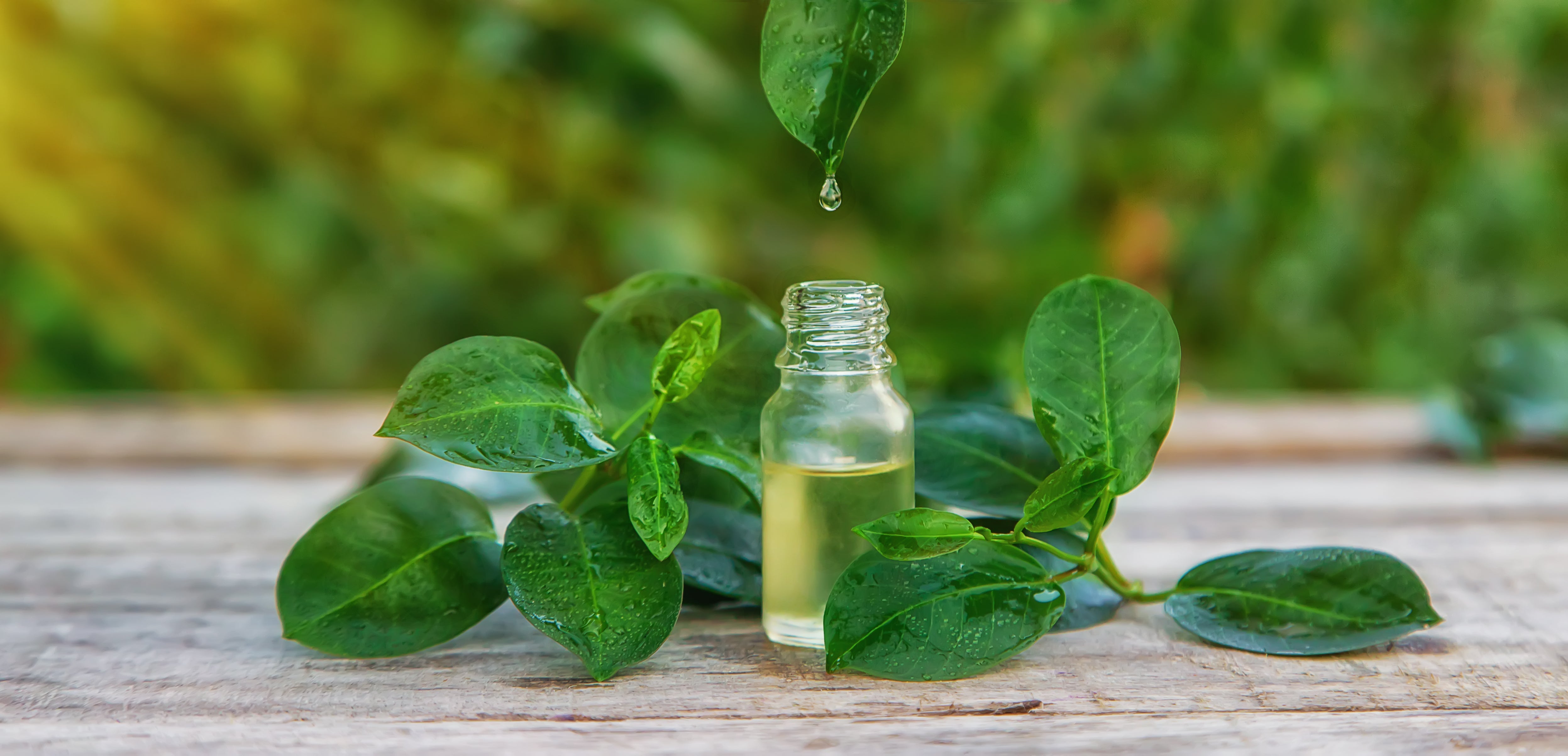 Tea Tree – biomiraclenutrition